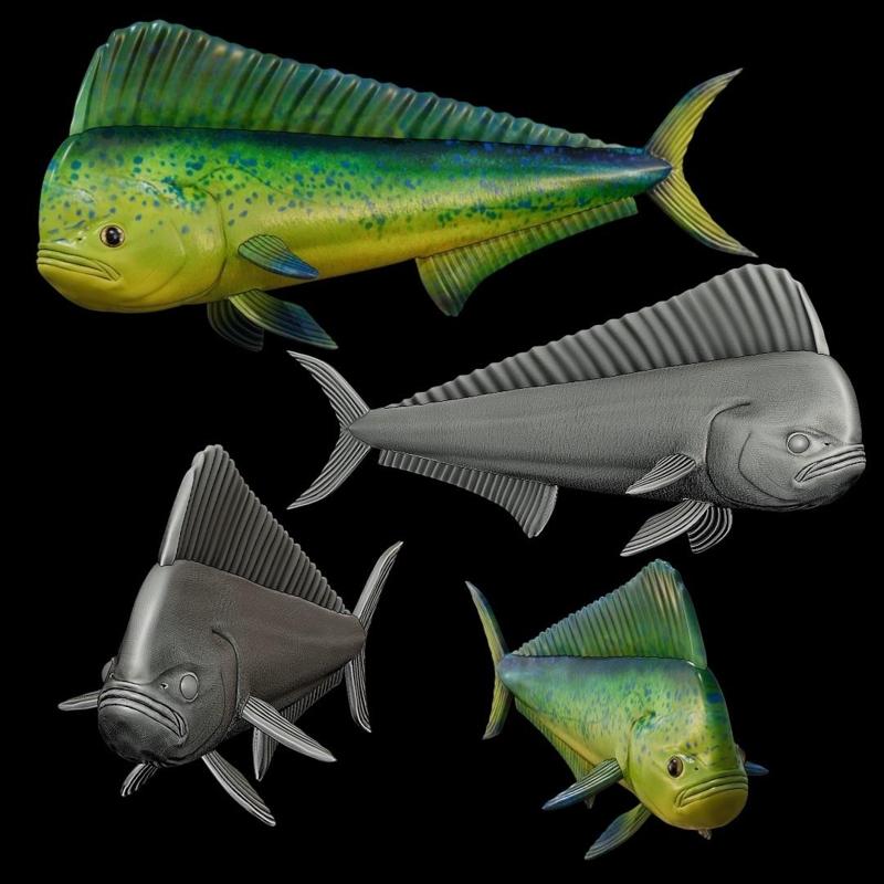 mahi mahi / Coryphaena hippurus fish model for 3D printing