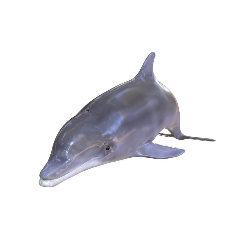 Dolphin RIGGED ANIMATED GOLDFISH ANATOMY 8 OCEAN SEA FISHING ANIMAL CARP SALMON SHARK