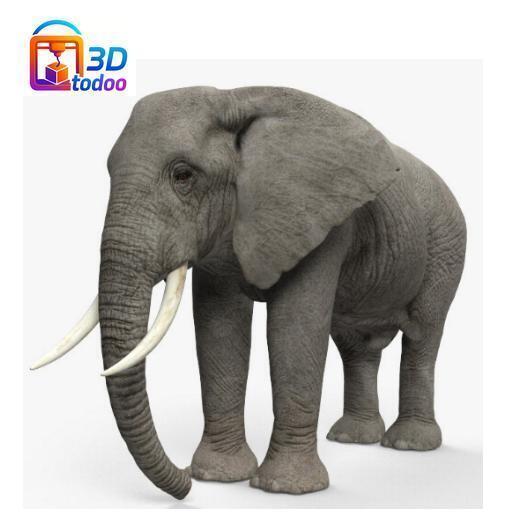 African Elephant