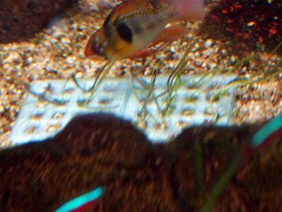 Aquarium planting grid