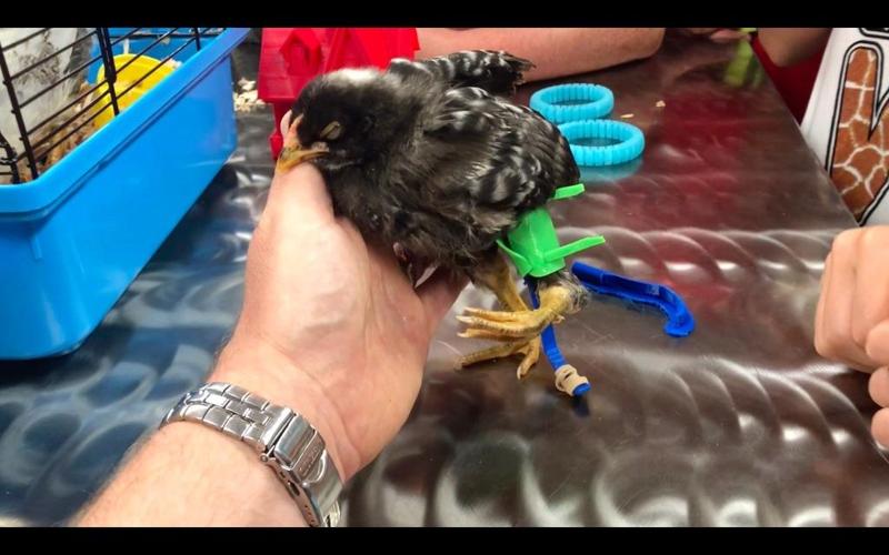 Juvenile Chicken Prosthetic Limb and Strap