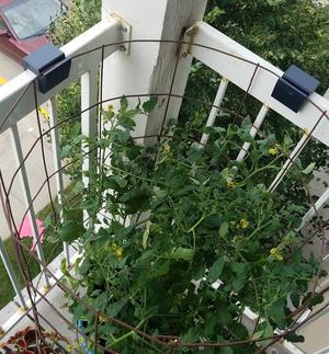 Tomato Cage Buddy