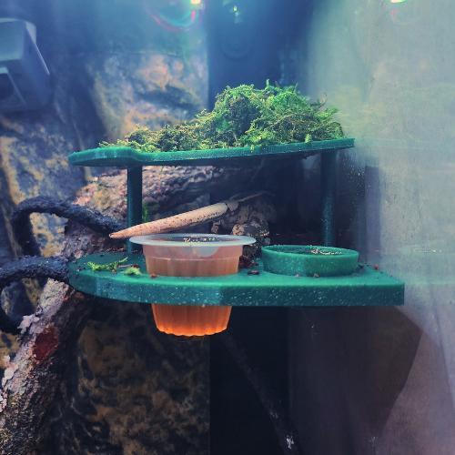 Crested Gecko Feeding Hut