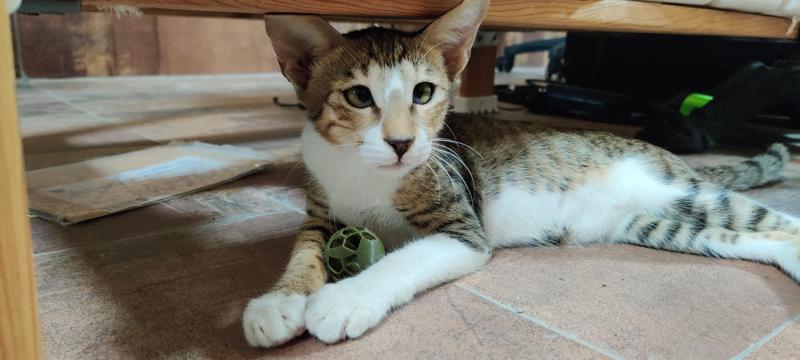 Cat Toy Rattling Ball