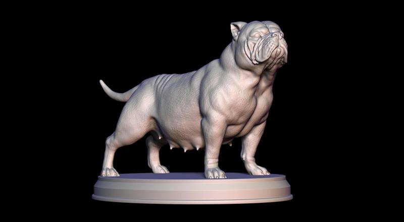 American Bully Pregnant