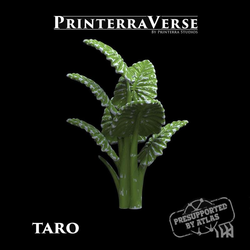 004 PLANT Taro Tree