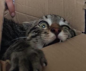 Super hungry cat food dispenser roll