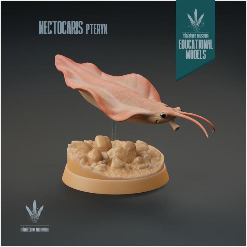 Nectocaris pteryx : Prehistoric Squid-like Predator