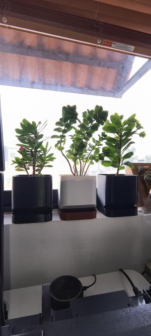 Pot (medium size)