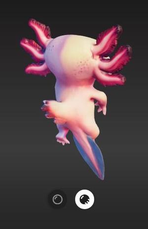 Axolote / Mexican Ajolote