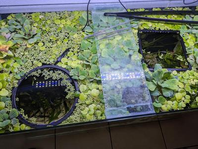 Big circle and square aquarium portals