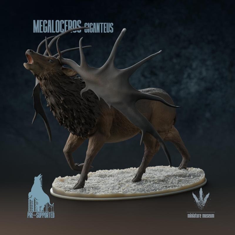 Megaloceros giganteus : Bellow