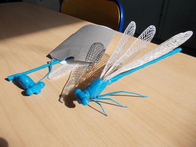 Damselfly