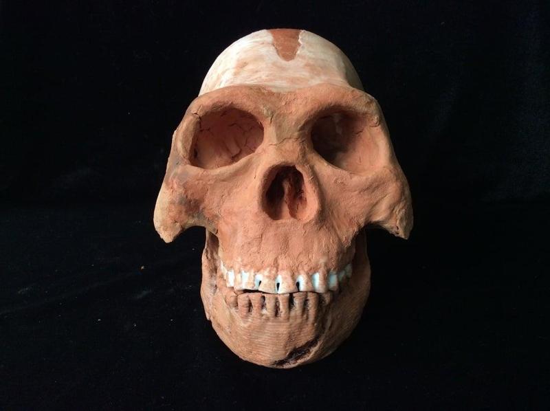 Homo Naledi Complete Skull Reconstruction