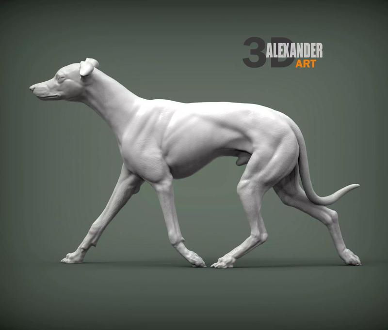 Whippet runs