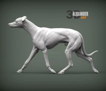 Whippet runs