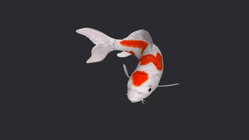 Koi Fish 3D Model Ready to Print