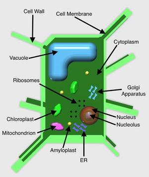 Plant Cell Model