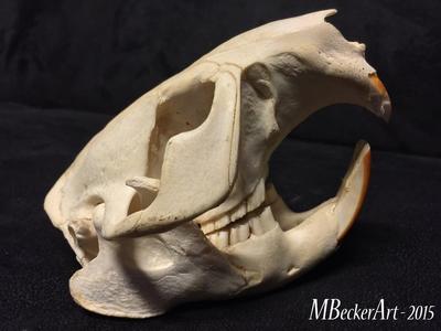 beaver skull scan 
