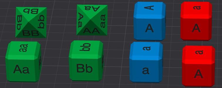 Genetics Dice for monohybrid and dihybrid crosses