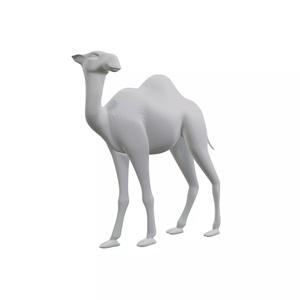 Dromedary