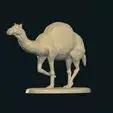 Camel standing stl