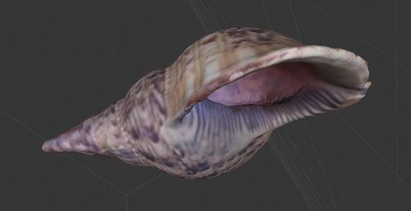 Shell - 3D Scanned with Structure Sensor