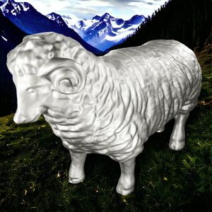 Sheep