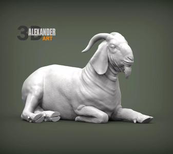 Boer Goats male lying down