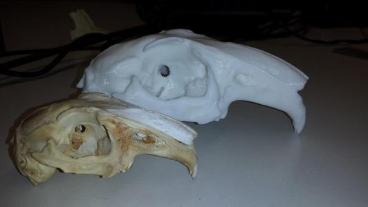 Skull of an European Rabbit (Oryctolagus cuniculus)