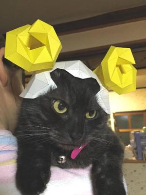 cat_helmet_type_sheep(2015)