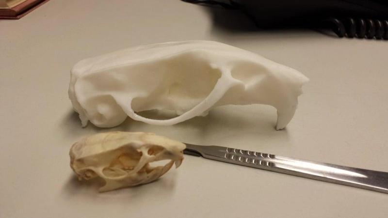 Skull of a rat (Rattus norvegicus)