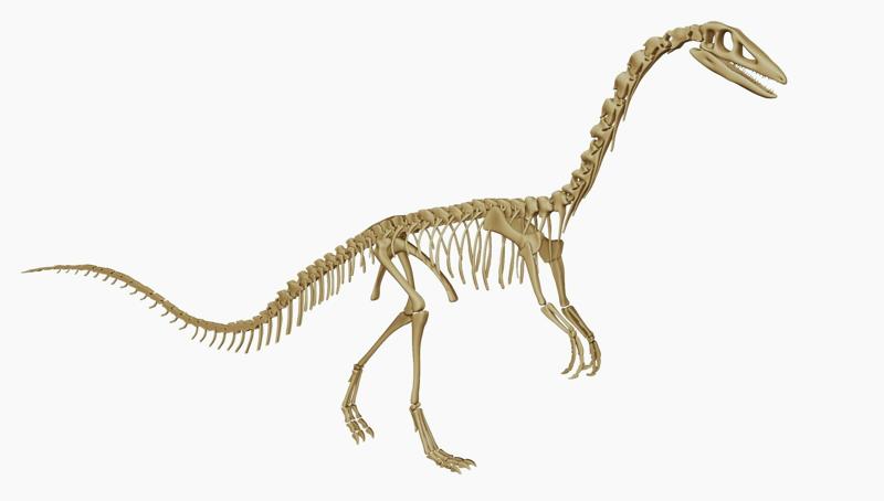 Coelophysis : Complete anatomy
