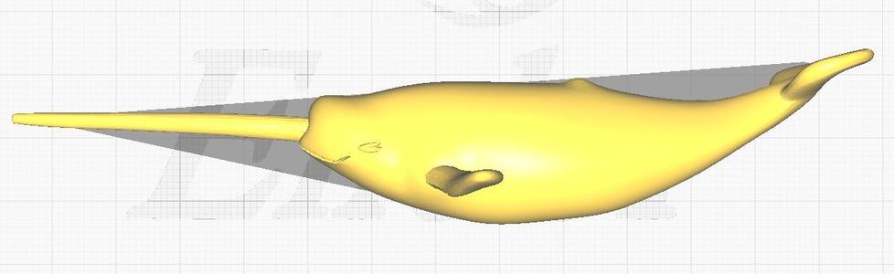 3D model represents the narwhal