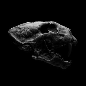 Tiger Skull
