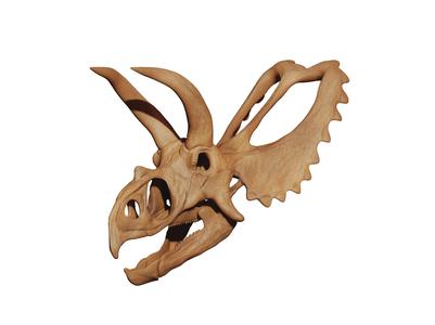 Coahuilaceratops magnacuerna Skull