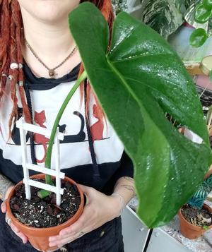 Plant rest (Plant support) , 300mm / 150mm
