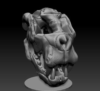 tiger skull