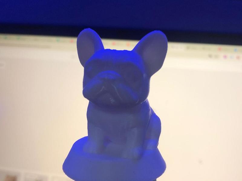 Miniature French Bulldog/ bulldog/dog