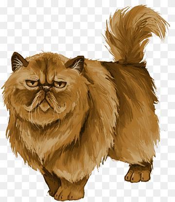 Crookshanks (Crookshanks, Harry Potter, Hermione, Cat)