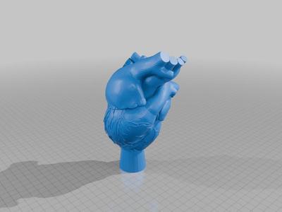 Anatomic heart tree topper
