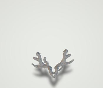 Coral Antlers