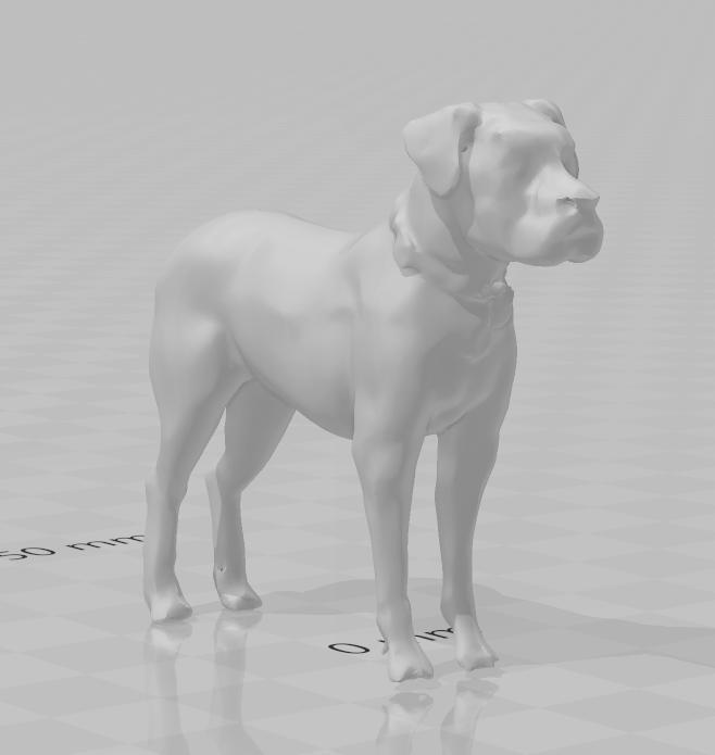 Adult female American Bulldog