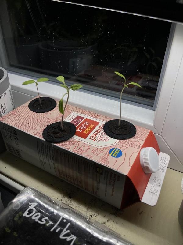 Hydroponic growing cups
