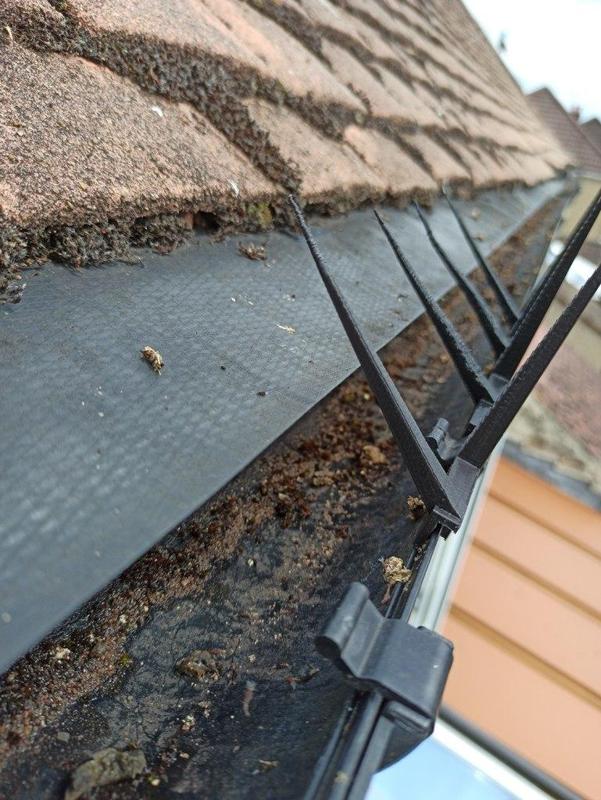 Bird spikes for plastic gutters