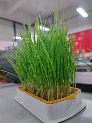 猫草水培养盒