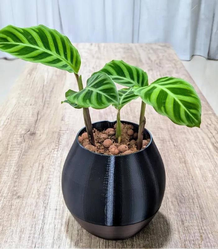 Self Watering Planter   