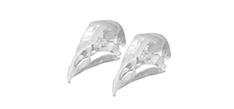 Chicken Skull | 1:1 HIGH RESOLUTION 3D SCANNED REPLICA | BY CC3D