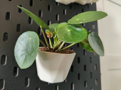 SKADIS Plant Pot Stylized