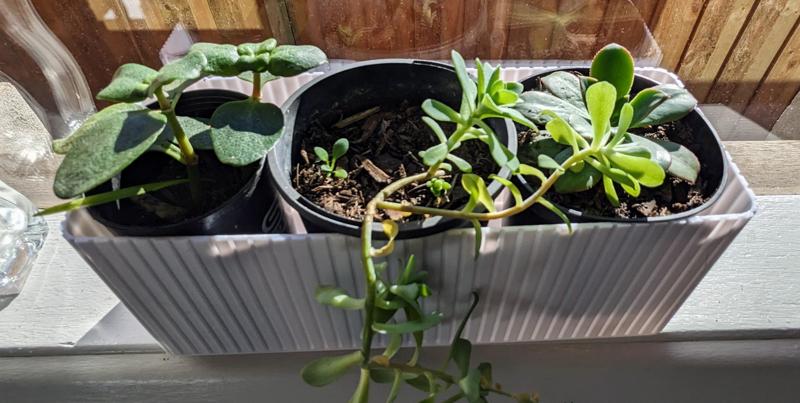 Windowsill pot plant holder